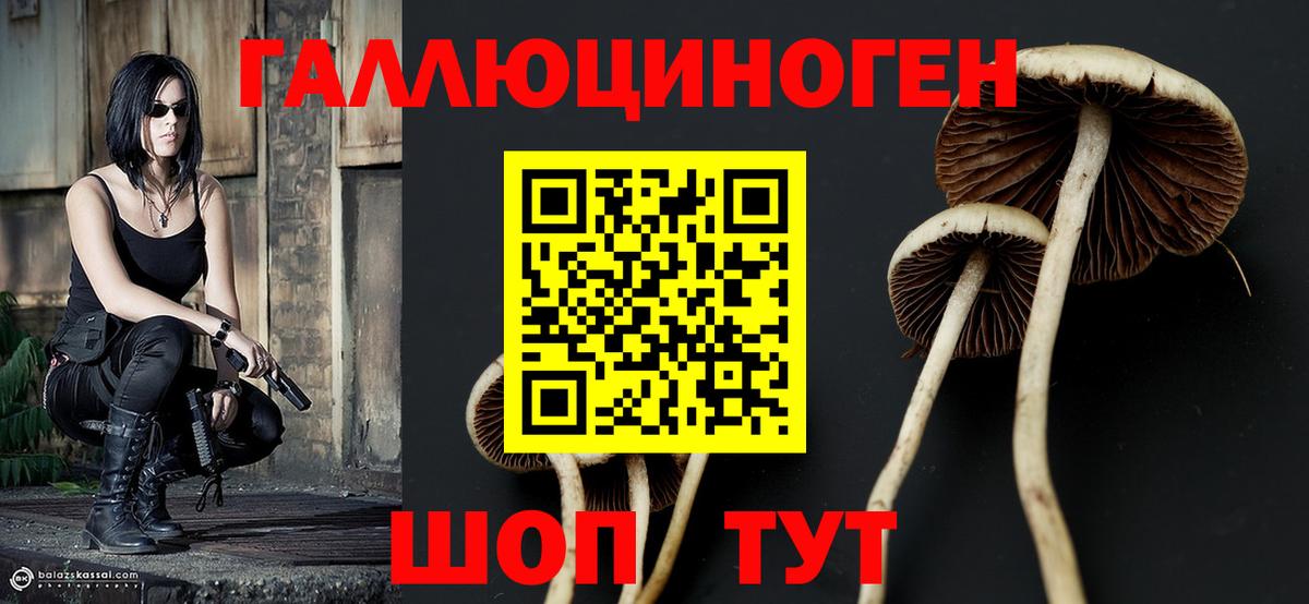 Галлюциногенные грибы Psilocybine cubensis  Вход с VPN  Ессентуки 